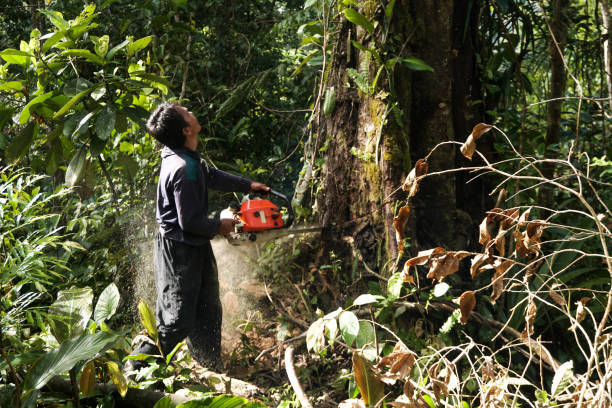 Best Root Management and Removal  in Edgewood, FL